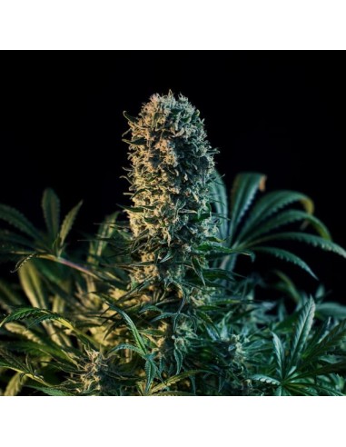 Royal Medic (Royal Queen Seeds) Feminized Seeds | On Sale!