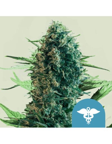 Royal Medic (Royal Queen Seeds) Feminized Seeds | On Sale!