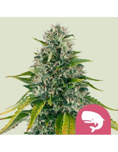 Royal Moby (Royal Queen Seeds) Semi di Cannabis Femminizzati