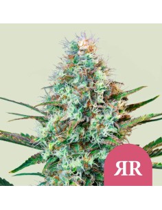 Royal Runtz (Royal Queen Seeds) Feminized Seeds | On Sale!