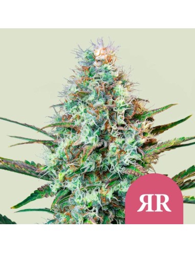 Acheter Royal Runtz de Royal Queen Seeds - Oaseeds