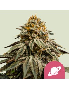 Royal Skywalker (Royal Queen Seeds) Feminized Seeds