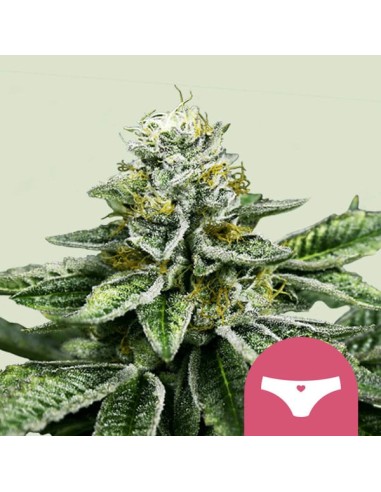 Sherbet Queen von Royal Queen Seeds Hanfsamen | Oaseeds