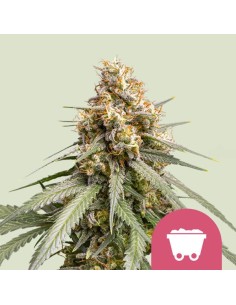 Shining Silver Haze (Royal Queen Seeds) Feminized Seeds