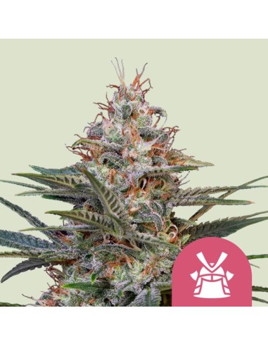 Shogun von Royal Queen Seeds Hanfsamen | Oaseeds