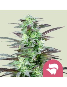 Skunk XL (Royal Queen Seeds) Feminized Seeds | Up To 30% Off