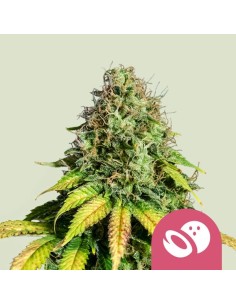 Somango XL (Royal Queen Seeds) Feminized Seeds | On Sale!