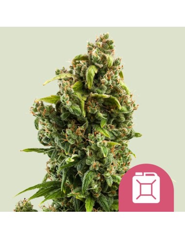 Sour Diesel. (Royal Queen Seeds) Feminized Seeds | On Sale!