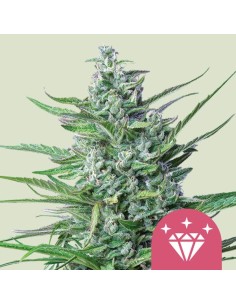 Special Kush 1 (Royal Queen Seeds) Feminized Seeds - Oaseeds