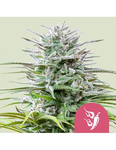 Speedy Chile FAST VERSION (Royal Queen Seeds) Feminized