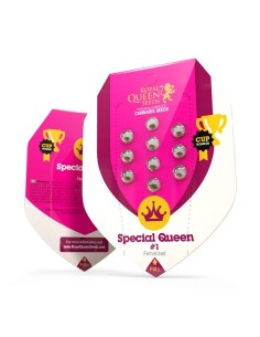 Special Queen 1 (Royal Queen Seeds) Graines Féminisées 2