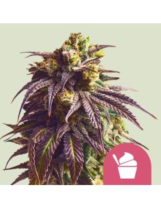 Sundae Driver (Royal Queen Seeds)