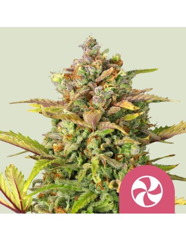 Sweet ZZ von Royal Queen Seeds Hanfsamen | Oaseeds