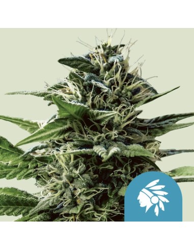 Tatanka Pure CBD (Royal Queen Seeds) Semillas Feminizadas