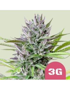 Triple G (Royal Queen Seeds) Feminized Seeds | Up To 30% Off