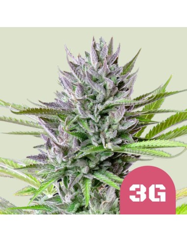 Triple G (Royal Queen Seeds) Semillas Feminizadas - Oaseeds