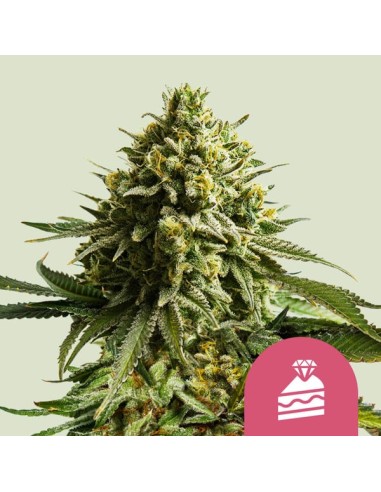 Wedding Cake (Royal Queen Seeds)