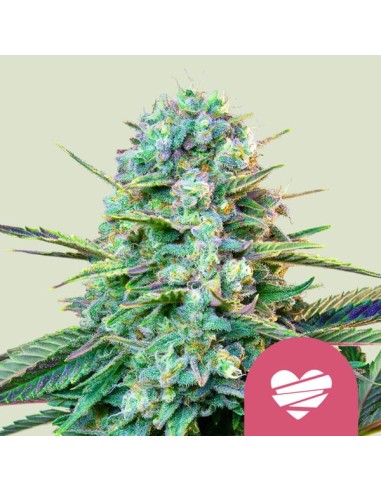 Wedding Crasher (Royal Queen Seeds) Semillas Feminizadas