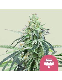 Wedding Gelato (Royal Queen Seeds) Semi Femminizzati