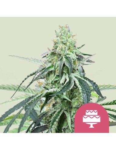 Wedding Gelato (Royal Queen Seeds) Semillas Feminizadas