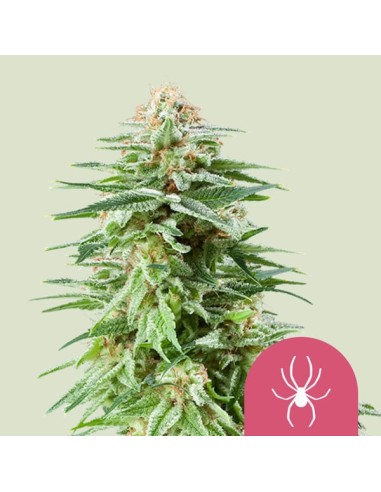 White Widow (Royal Queen Seeds) Graines Féminisées