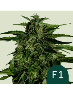 Apollo F1 Strain (Royal Queen Seeds) – Schnelle, Üppige Ernten