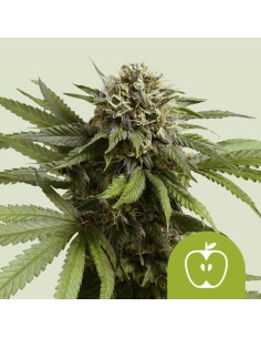 Apple Fritter Auto (Royal Queen Seeds)