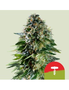 Auto Corkscrew Autoflowering  (Royal Queen Seeds)