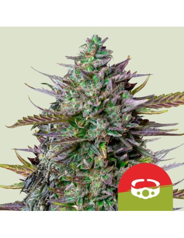 Auto GOAT'lato Automatic (Royal Queen Seeds)