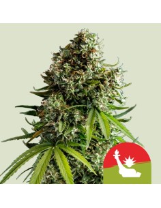 Auto NYC Sour D Autoflowering (Royal Queen Seeds)