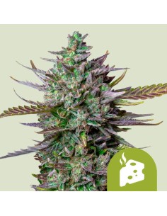 Blue Cheese Automatic (Royal Queen Seeds) Autoflower Seeds