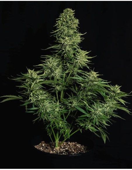 Cosmos F1 Strain (Royal Queen Seeds) – CBD Power & Speed