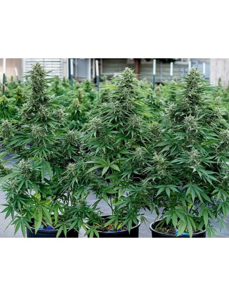 Cosmos F1 Strain (Royal Queen Seeds) – CBD Power & Speed