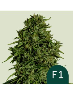 Cosmos F1 Strain (Royal Queen Seeds) – CBD Power & Speed