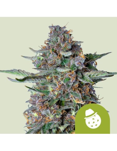 Do-Si-Dos Automatic von Royal Queen Seeds Hanfsamen | Oaseeds