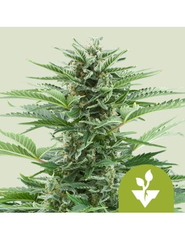 Easy Bud (Royal Queen Seeds) Graines Cannabis Autofloraison