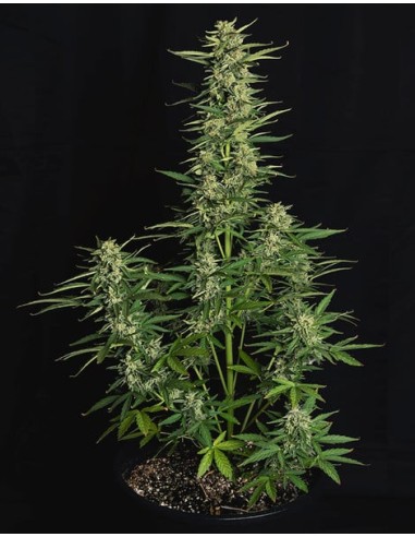 Epsilon F1 Strain (Royal Queen Seeds) – Ultra-Fast Autoflower