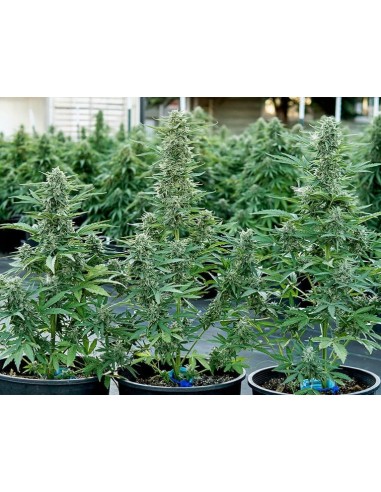 Epsilon F1 Strain (Royal Queen Seeds) – Ultra-Fast Autoflower