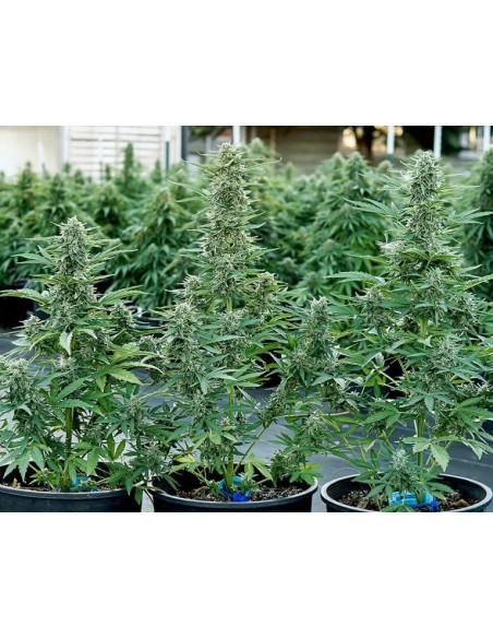 Epsilon F1 Strain (Royal Queen Seeds) – Ultra-Fast Autoflower