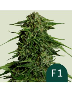 Epsilon F1 Strain (Royal Queen Seeds) – Ultra-Fast Autoflower