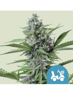 Fast Eddy CBD Auto von Royal Queen Seeds Hanfsamen | Oaseeds