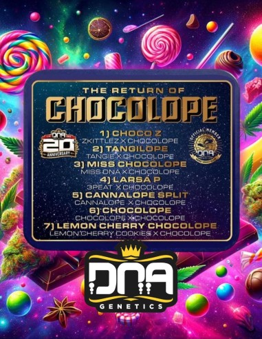 The Return of Chocolope (DNA Genetics) 🍫 Flavor Explosion!
