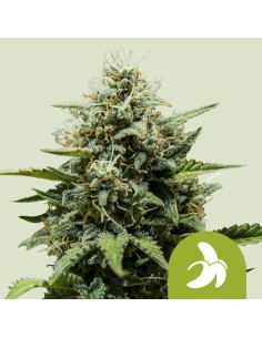 Fat Banana Automatic (Royal Queen Seeds) Autoflowering Seeds