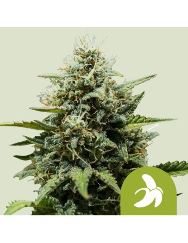 Fat Banana Automatic von Royal Queen Seeds Hanfsamen | Oaseeds