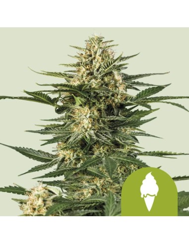 Green Gelato Automatic (Royal Queen Seeds) Autoflorecientes