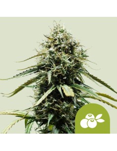 Haze Berry Automatic (Royal Queen Seeds) Autoflowering Seeds