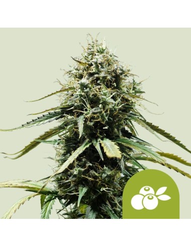 Haze Berry Automatic (Royal Queen Seeds) Autoflorecientes