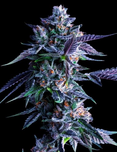 Chocolope Strain (DNA Genetics) 🍫 Semillas Feminizadas