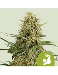 Hulkberry Auto (Royal Queen Seeds) Autoflowering Seeds