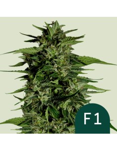 Hyperion F1 Strain (Royal Queen Seeds) – XXL-Ertrag & Potenz